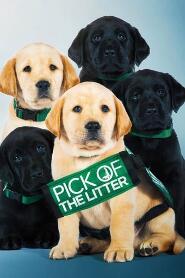 Assistir Pick of the Litter online