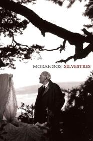 Assistir Morangos Silvestres online