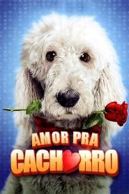 Assistir Amor Pra Cachorro online