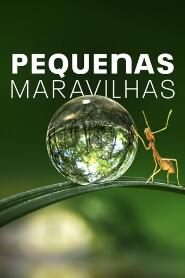 Assistir Pequenas Maravilhas online